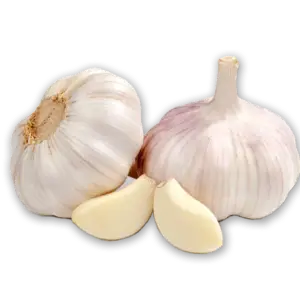 garlic