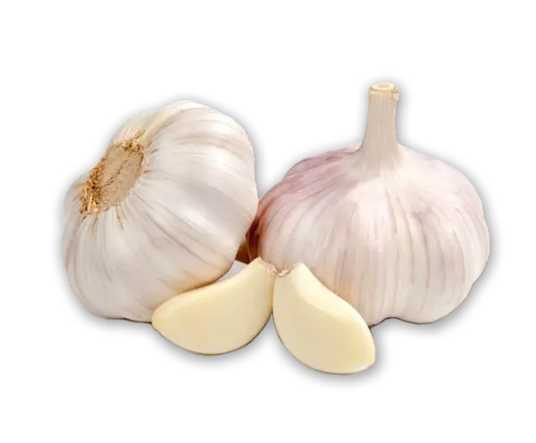 garlic