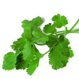 Coriander Leaves