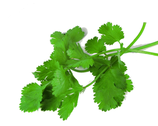 Coriander Leaves
