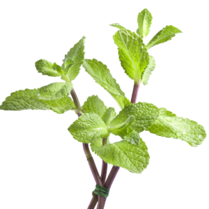 Mint Leaves e1740818112742