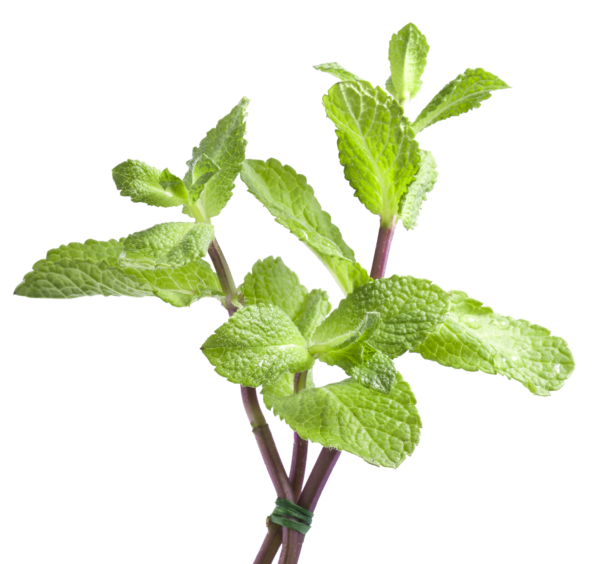 Mint Leaves e1740818112742