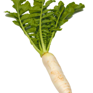 Radish