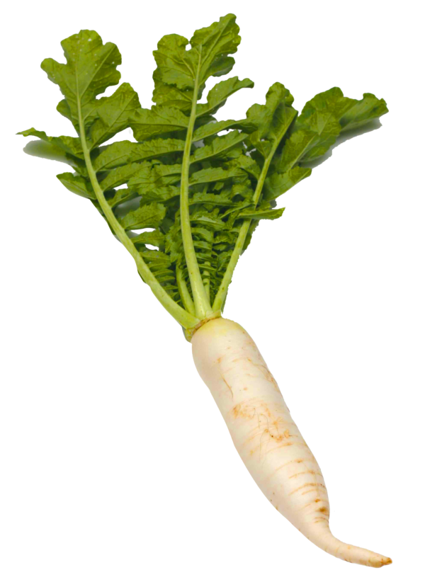 Radish