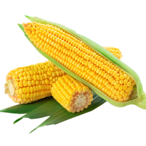 Sweet Corn