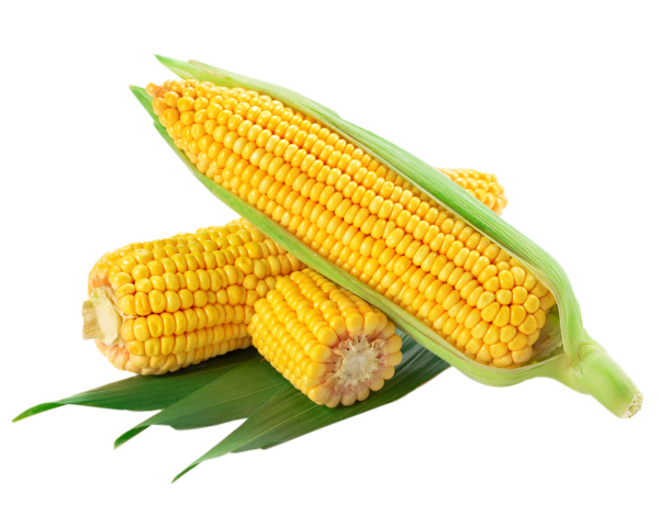 Sweet Corn