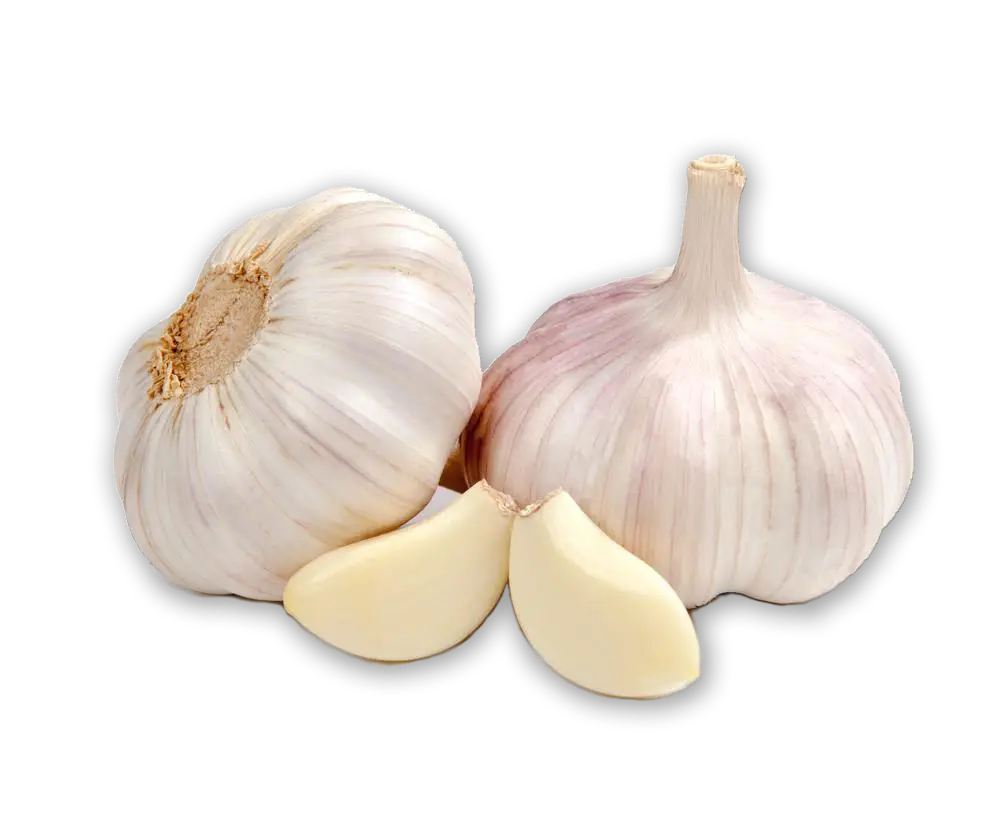 garlic
