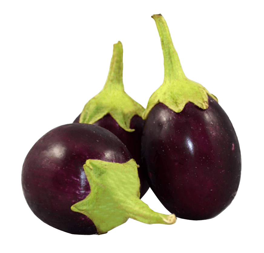 Brinjal Eggplant