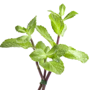 Mint Leaves e1740818112742