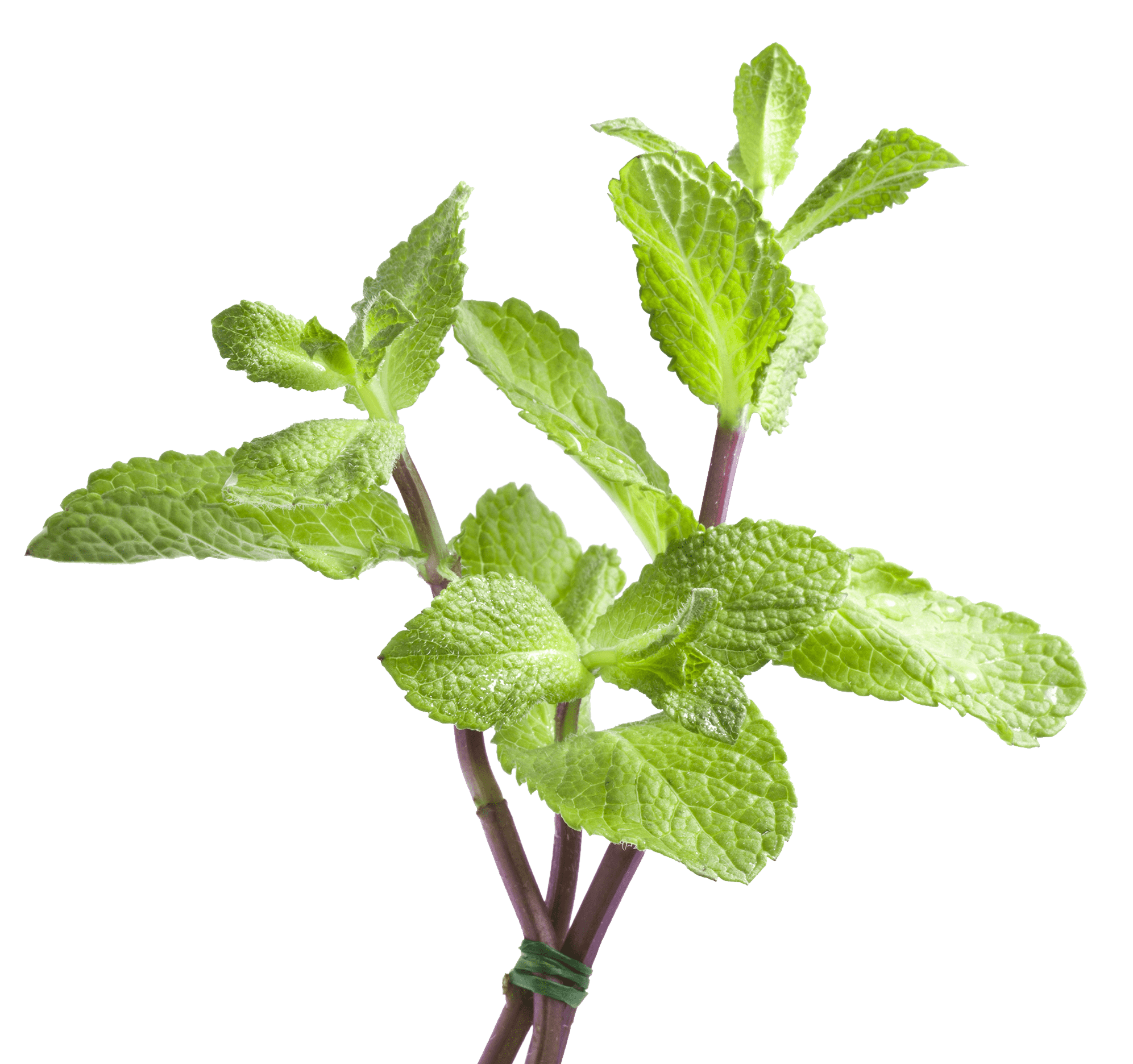 Mint Leaves e1740818112742