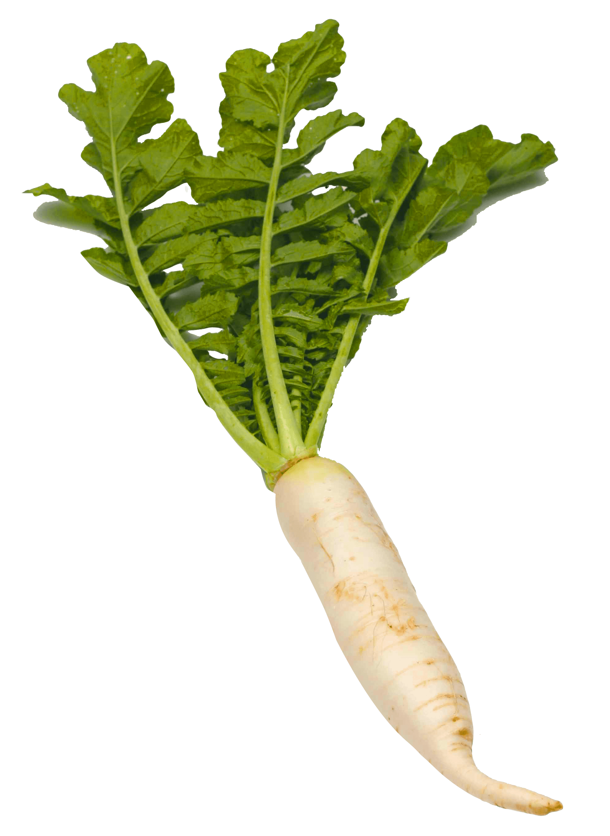 Radish